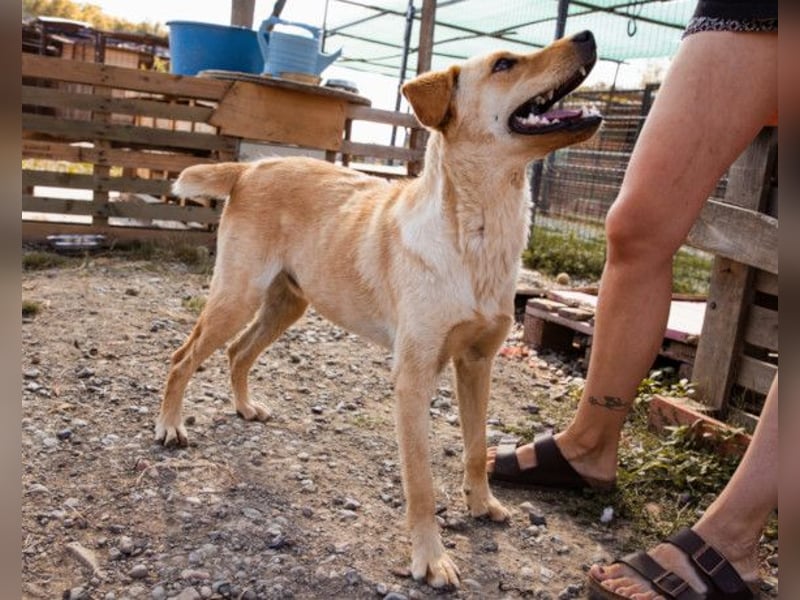 Nelio ❤️ junger, verspielter und verschmuster Labi-Mix