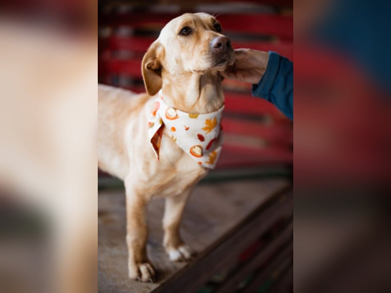 Sally ❤️ kuschlige, ruhige Labi-Hündin