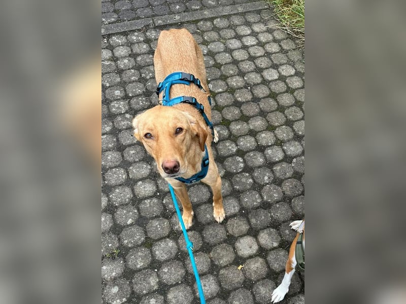 Dany ❤️ wartet bereits in 23617 Stockelsdorf