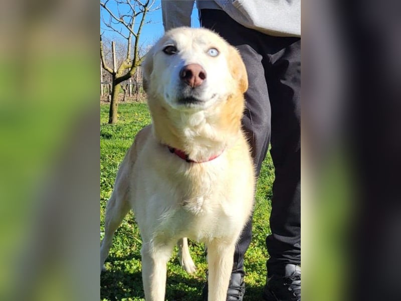 Sanftmütige Nala kennt das Leben im Haus