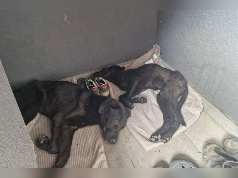 Labbi-Mix MANTIS❤️bezauberndes, neugieriges und albernes Hundemädchen sucht ihre Familie