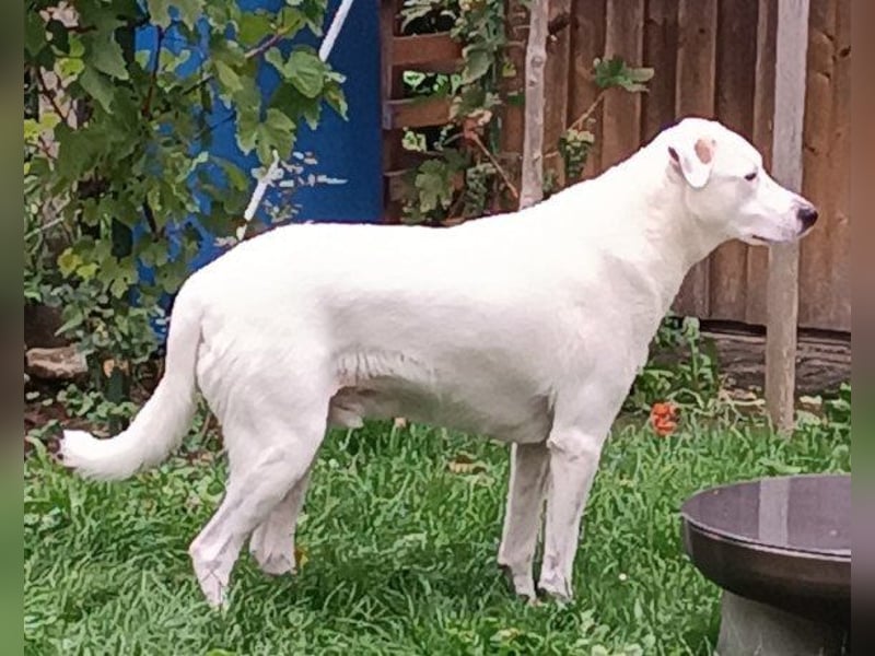 Labi-Boxer-Rüde ♥SNOW♥ sanft und lieb wartet in 86925 Fuchstal-Leeder auf seine Für-Immer-Menschen