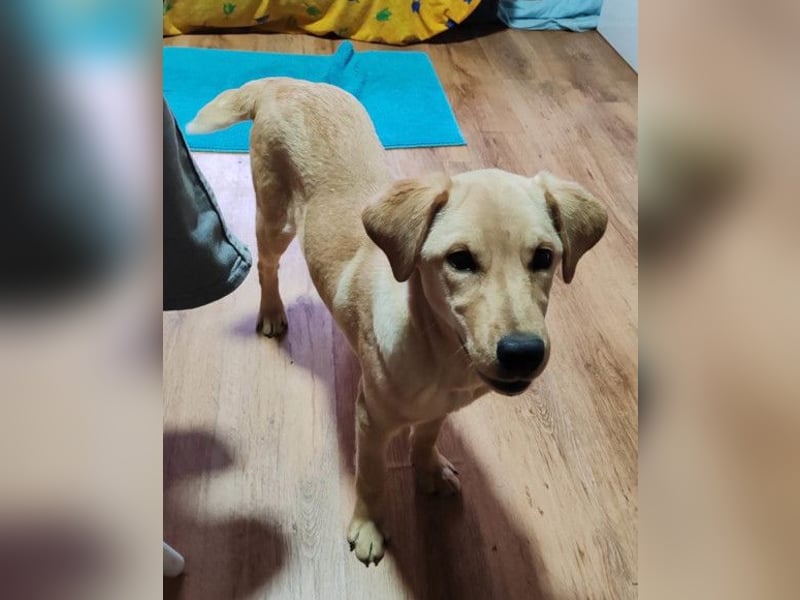 Nelio ❤️ junger, verspielter und verschmuster Labi-Mix