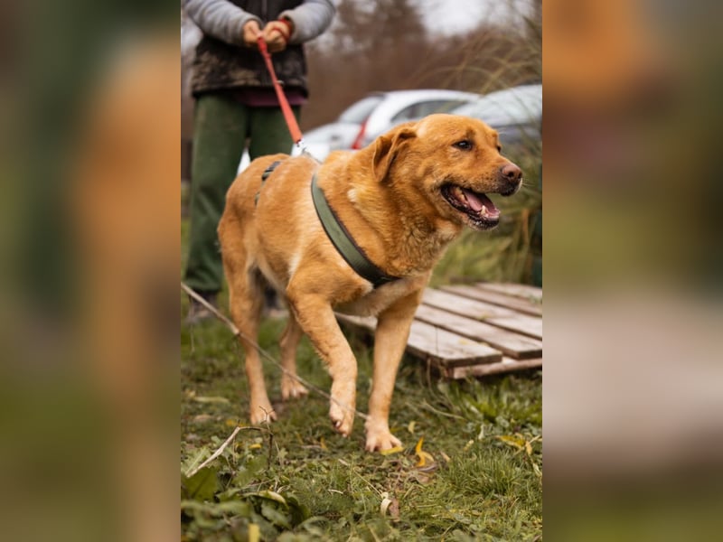 Roki ❤️ lieber, verschmuster Familienhund