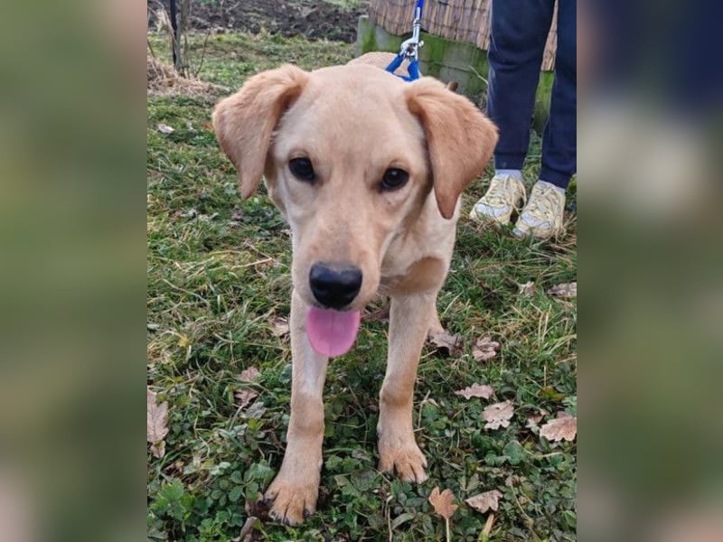 Nelio ❤️ junger, verspielter und verschmuster Labi-Mix