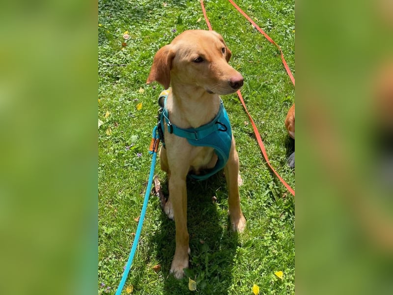 Dany ❤️ wartet bereits in 23617 Stockelsdorf