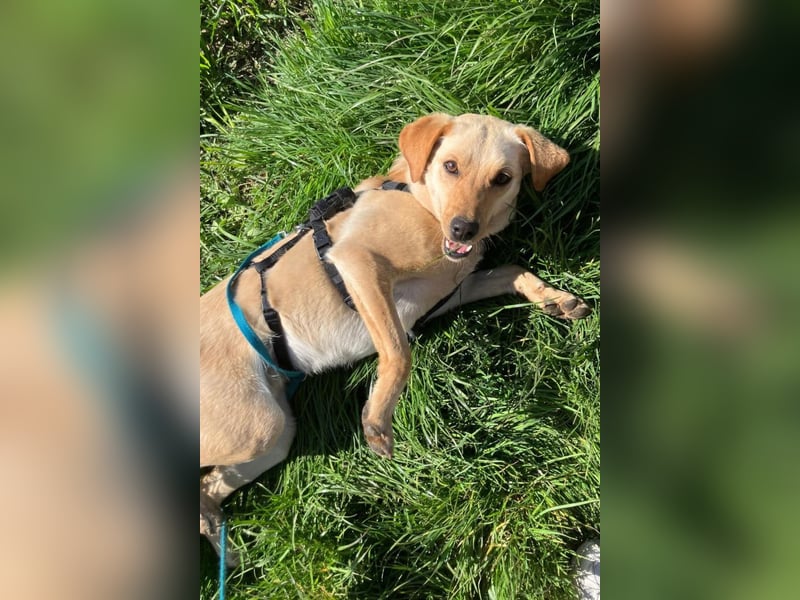 Nelio ❤️ wartet in 01640 Coswig auf deinen Besuch