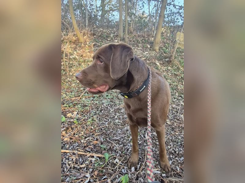 Nacho ❤️ sensible, loyale Fellnase