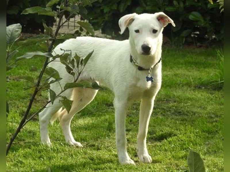 Labi-Boxer-Rüde ♥SNOW♥ sanft und lieb wartet in 86925 Fuchstal-Leeder auf seine Für-Immer-Menschen