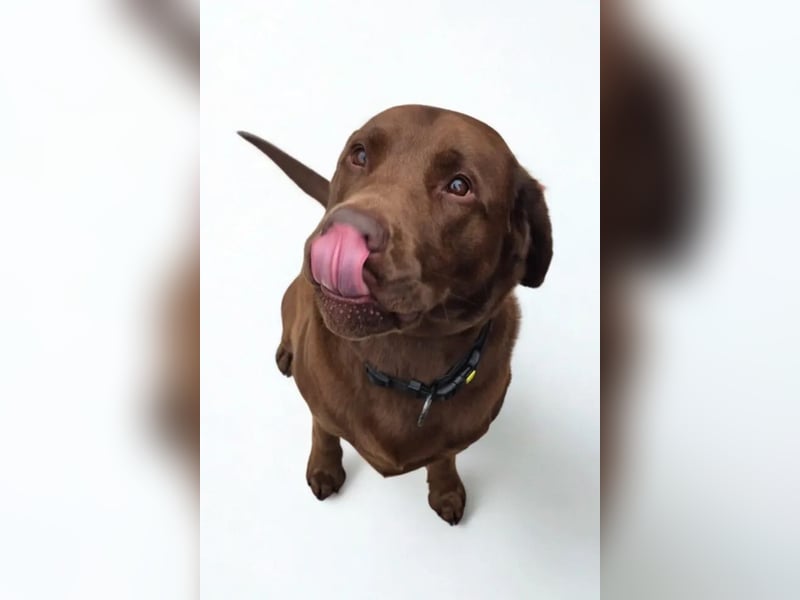 Nacho ❤️ sensible, loyale Fellnase