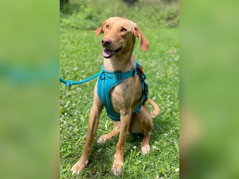 Dany ❤️ wartet bereits in 23617 Stockelsdorf