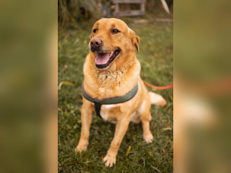 Roki ❤️ lieber, verschmuster Familienhund