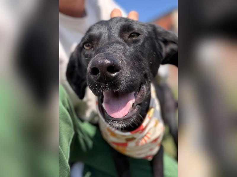 Labbi-Mix MANTIS❤️bezauberndes, neugieriges und albernes Hundemädchen sucht ihre Familie
