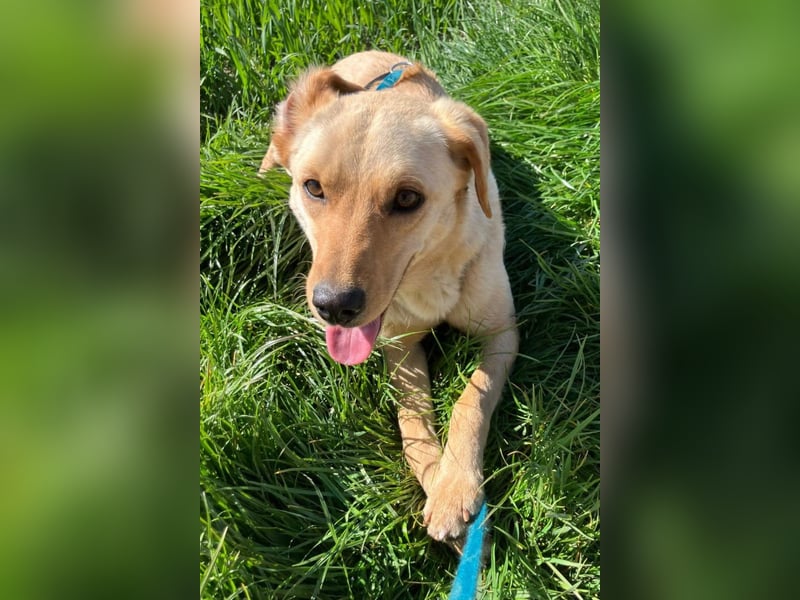 Nelio ❤️ wartet in 09648 Mittweida auf dich