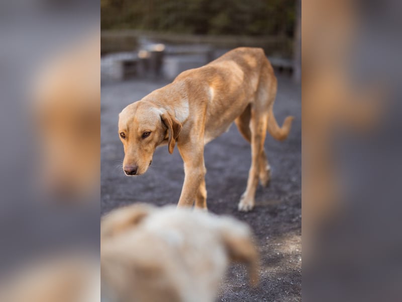 Dany ❤️ aktiver & goldiger Hundebub