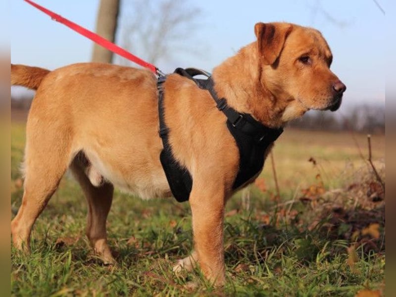Roki ❤️ lieber, verschmuster Familienhund
