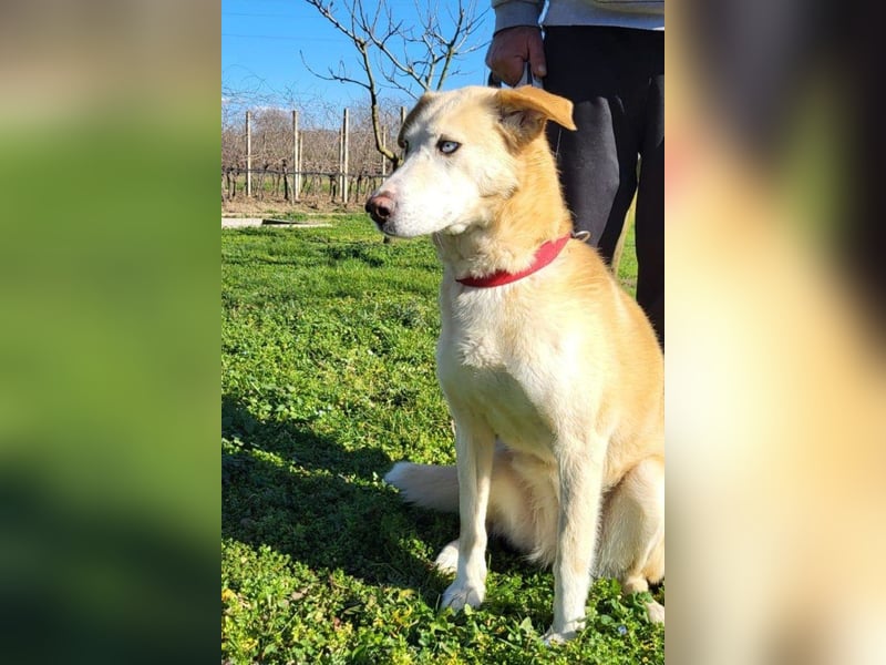 Sanftmütige Nala kennt das Leben im Haus