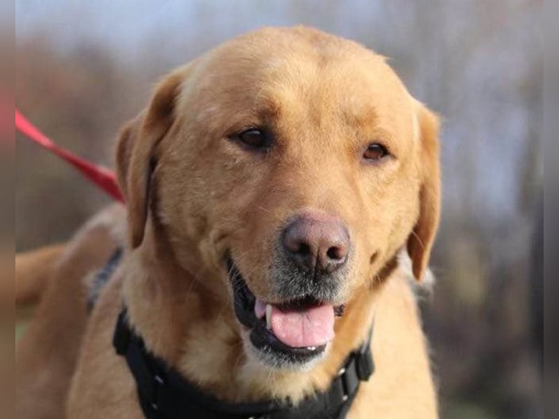 Roki ❤️ lieber, verschmuster Familienhund