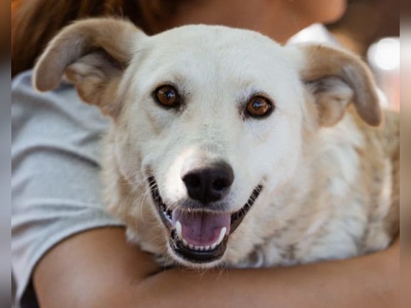 Lola ❤️ intelligente, verschmuste Hündin