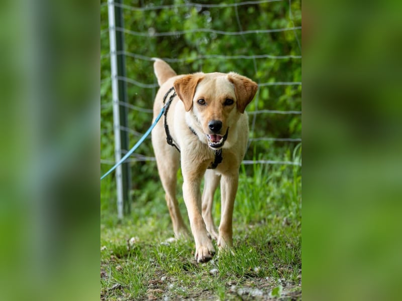 Nelio ❤️ wartet in 01640 Coswig auf deinen Besuch
