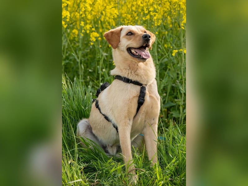 Nelio ❤️ wartet in 01640 Coswig auf deinen Besuch