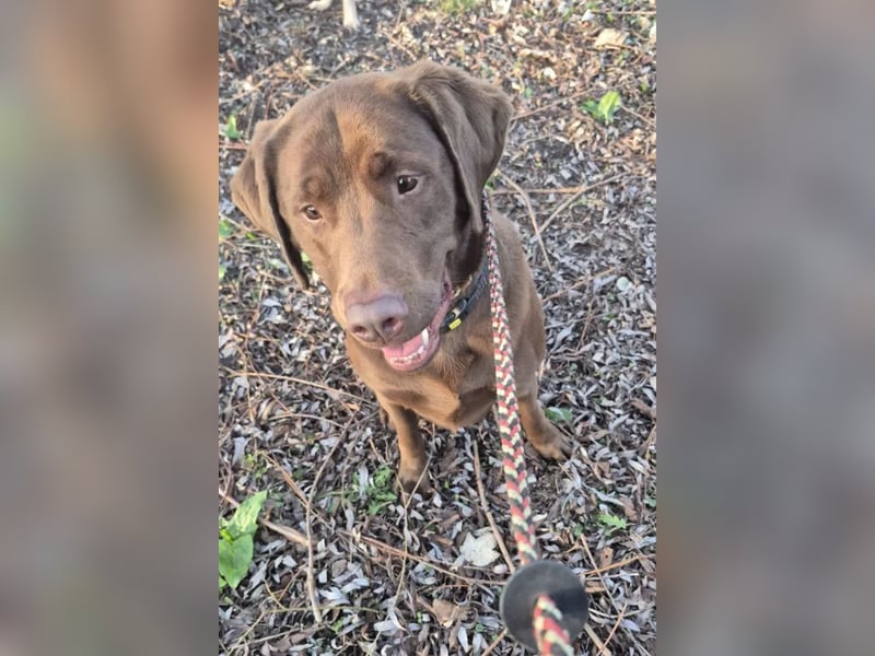 Nacho ❤️ sensible, loyale Fellnase