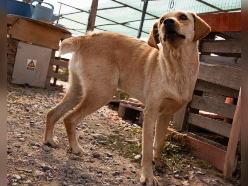 Nelio ❤️ junger, verspielter und verschmuster Labi-Mix