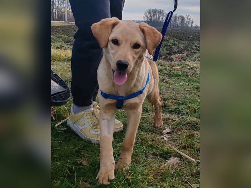 Nelio ❤️ junger, verspielter und verschmuster Labi-Mix