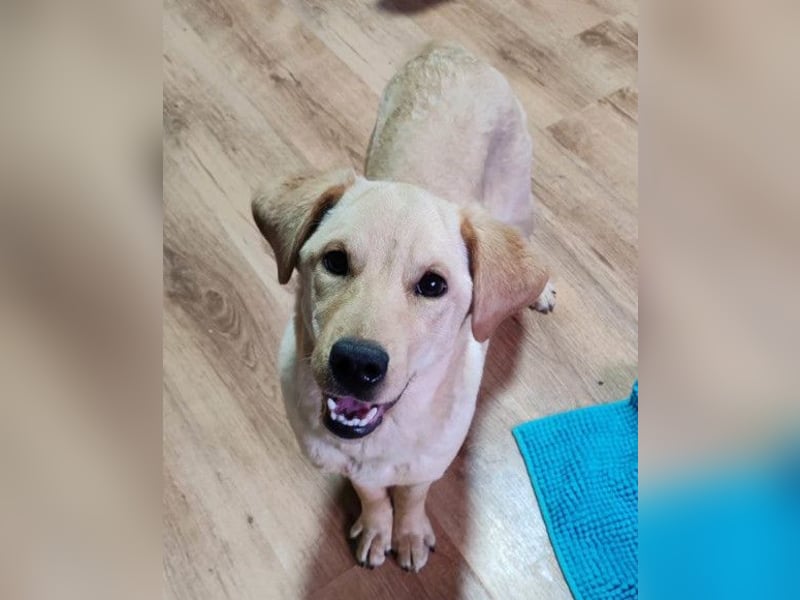 Nelio ❤️ junger, verspielter und verschmuster Labi-Mix