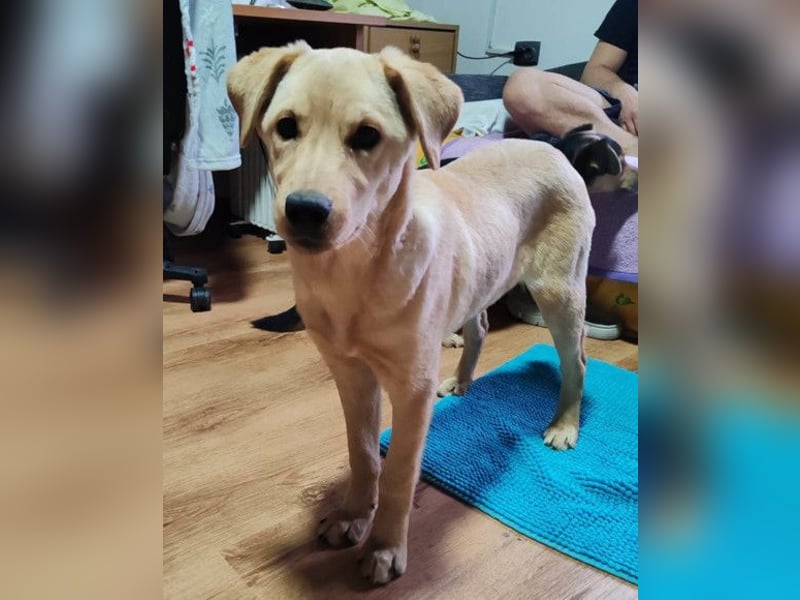 Nelio ❤️ junger, verspielter und verschmuster Labi-Mix