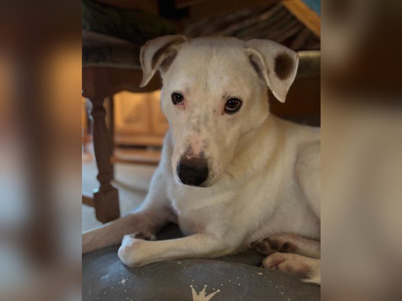 Labi-Boxer-Rüd ♥SNOW♥ wartet bereits in 80993 München