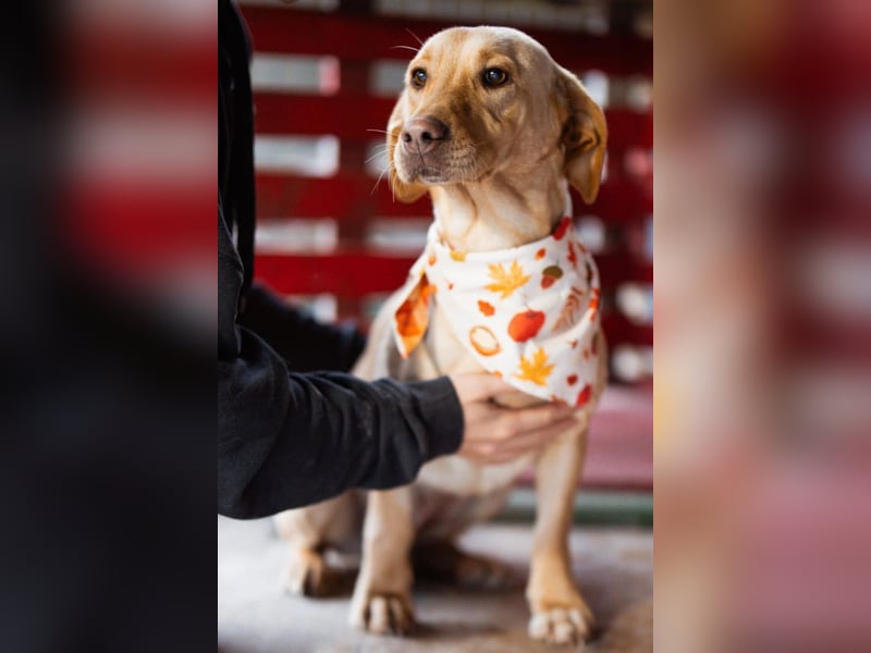 Sally ❤️ kuschlige, ruhige Labi-Hündin
