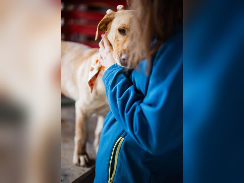 Sally ❤️ kuschlige, ruhige Labi-Hündin