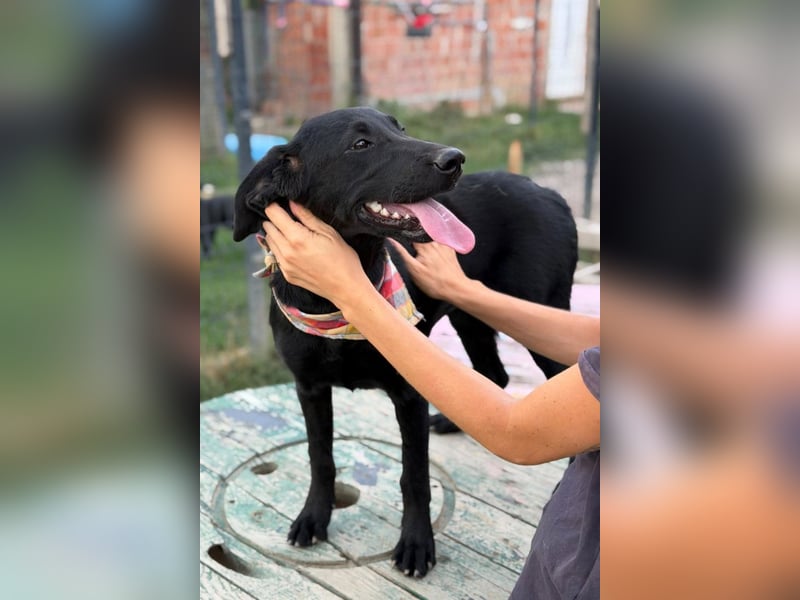 Labbi-Mix GABY❤️albern, liebenswert und ein Herz aus Gold