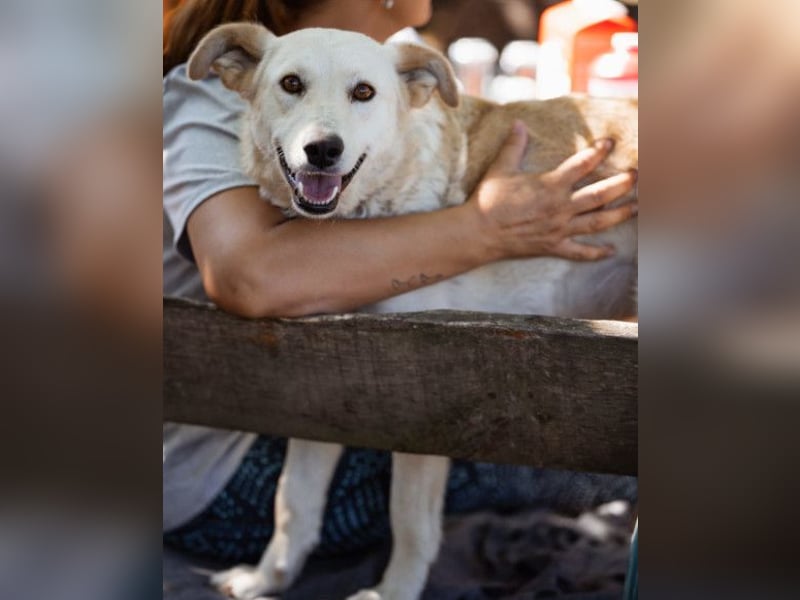 Lola ❤️ intelligente, verschmuste Hündin