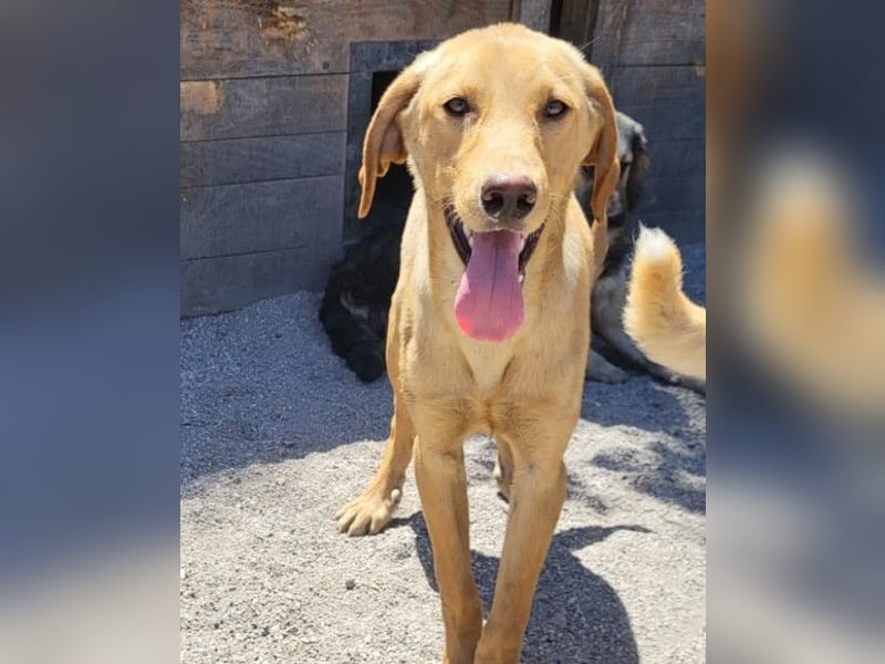 Danny ❤️ aktiver & goldiger Hundebub