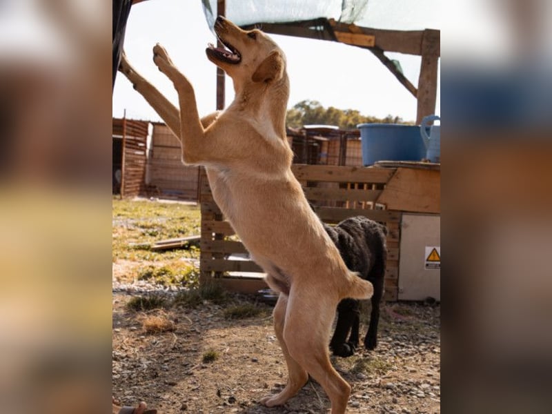 Nelio ❤️ wartet in 09648 Mittweida auf dich