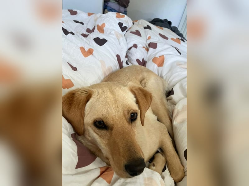 Nelio ❤️ wartet in 09648 Mittweida auf dich