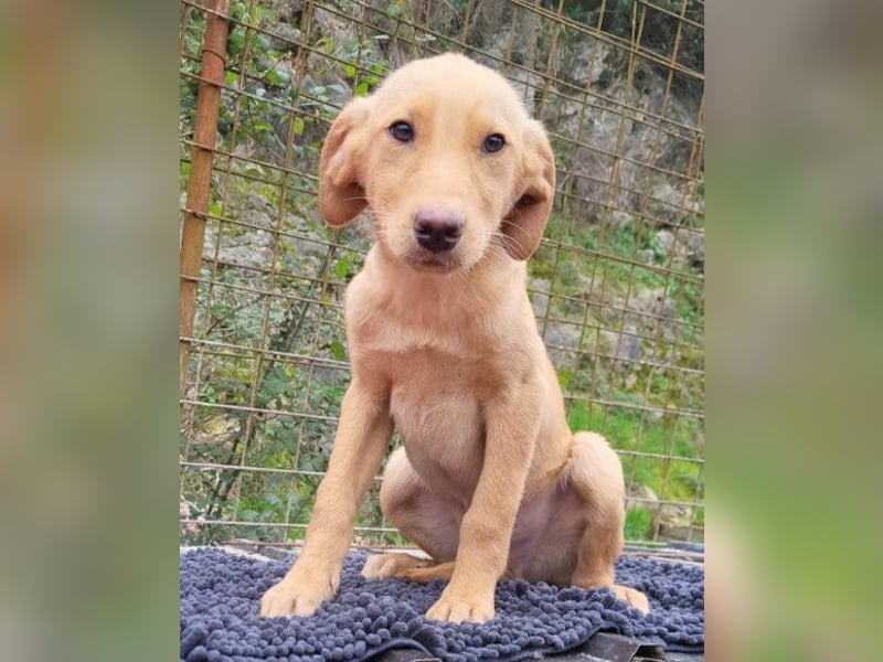 Dany ❤️ aktiver & goldiger Hundebub