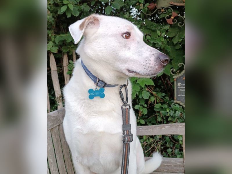 Labi-Boxer-Rüde ♥SNOW♥ sanft und lieb wartet in 86925 Fuchstal-Leeder auf seine Für-Immer-Menschen