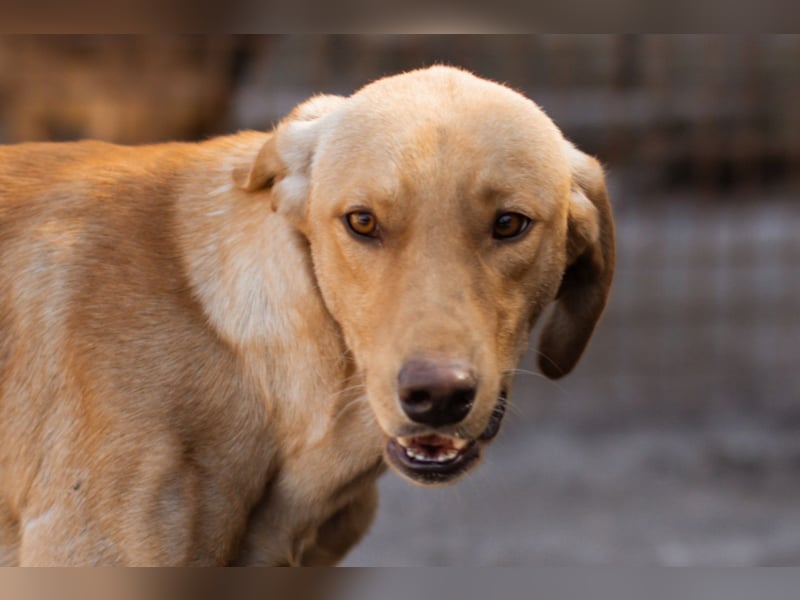 Dany ❤️ aktiver & goldiger Hundebub