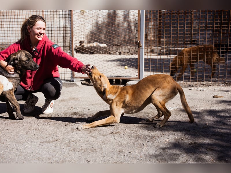 Dany ❤️ aktiver & goldiger Hundebub