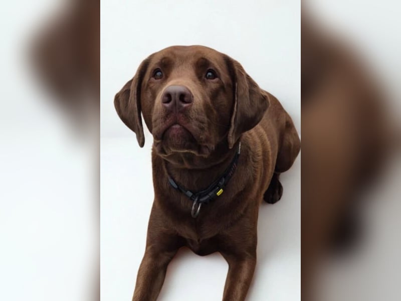 Nacho ❤️ sensible, loyale Fellnase