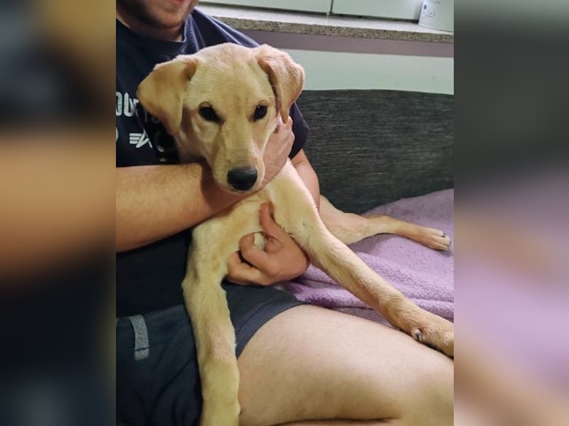 Nelio ❤️ junger, verspielter und verschmuster Labi-Mix