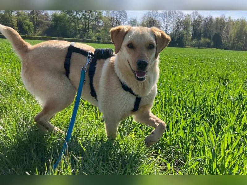 Nelio ❤️ wartet in 01640 Coswig auf deinen Besuch