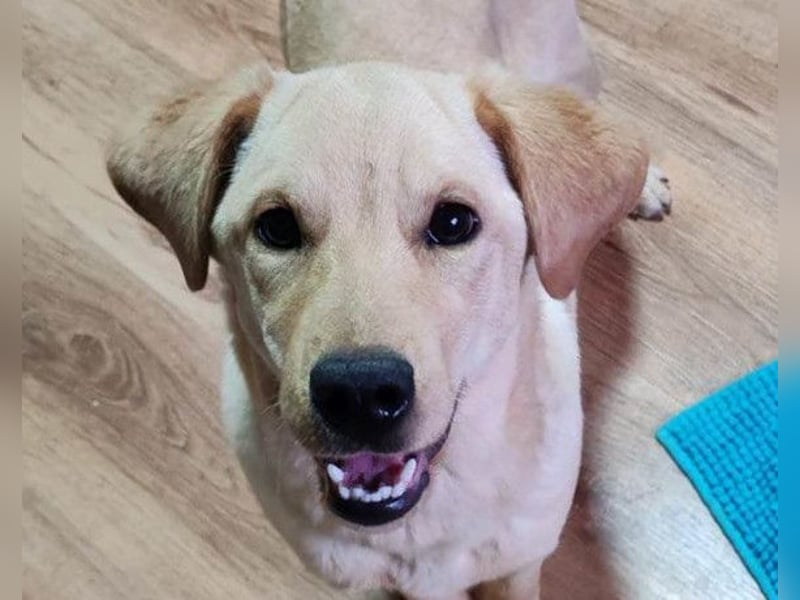 Nelio ❤️ junger, verspielter und verschmuster Labi-Mix