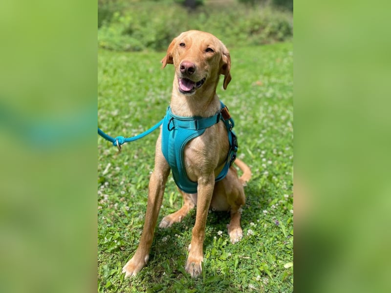 Dany ❤️ wartet bereits in 23617 Stockelsdorf