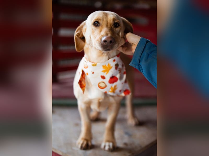 Sally ❤️ kuschlige, ruhige Labi-Hündin