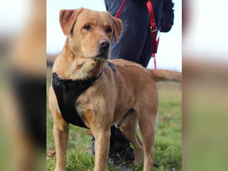 Roki ❤️ lieber, verschmuster Familienhund
