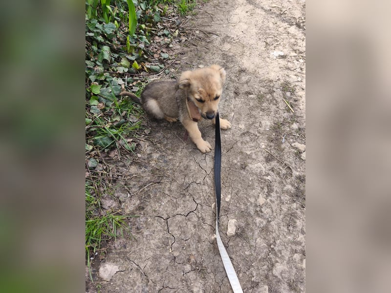 Faby - klein, fein und voller Lebensfreude - noch in Rumänien